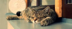 Malattie del gatto, quali sono le più comuni? Caratteristiche e come riconoscerle